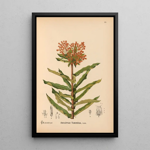 Medicinal Plants Pl030 - Charles Frederick Millspaugh — framed artwork on a wall