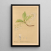 Reproduction of the painting Medicinal Plants Pl031 - Charles Frederick Millspaugh