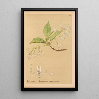 Reproduction of the painting Medicinal Plants Pl031 - Charles Frederick Millspaugh