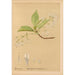 Reproduction of the painting Medicinal Plants Pl031 - Charles Frederick Millspaugh
