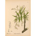 Medicinal Plants Painting Pl032 - Charles Frederick Millspaugh — artwork view