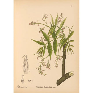 Medicinal Plants Painting Pl032 - Charles Frederick Millspaugh — artwork view