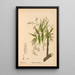 Medicinal Plants Painting Pl032 - Charles Frederick Millspaugh — framed artwork on a wall