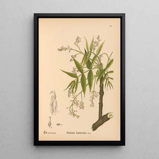 Medicinal Plants Painting Pl032 - Charles Frederick Millspaugh — framed artwork on a wall