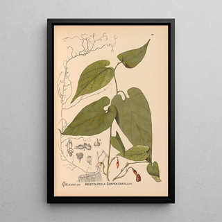 Reproduction of the painting Medicinal Plants Pl033 - Charles Frederick Millspaugh