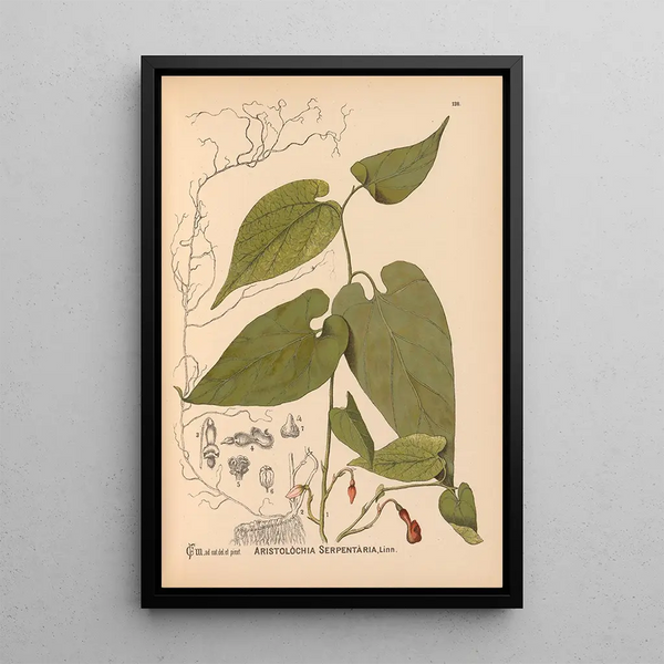Reproduction of the painting Medicinal Plants Pl033 - Charles Frederick Millspaugh