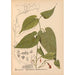 Reproduction of the painting Medicinal Plants Pl033 - Charles Frederick Millspaugh