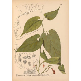 Reproduction of the painting Medicinal Plants Pl033 - Charles Frederick Millspaugh