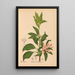 Reproduction of the painting Medicinal Plants Pl034 - Charles Frederick Millspaugh