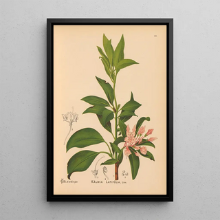 Reproduction of the painting Medicinal Plants Pl034 - Charles Frederick Millspaugh