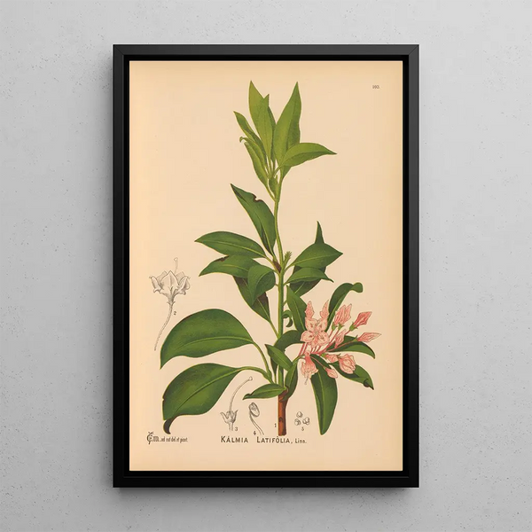 Reproduction of the painting Medicinal Plants Pl034 - Charles Frederick Millspaugh