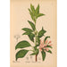 Reproduction of the painting Medicinal Plants Pl034 - Charles Frederick Millspaugh