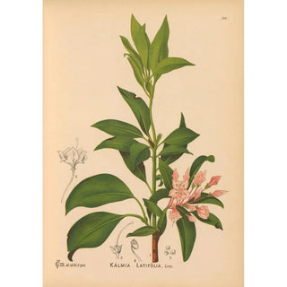 Reproduction of the painting Medicinal Plants Pl034 - Charles Frederick Millspaugh