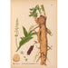Medicinal Plants Pl035 - Charles Frederick Millspaugh — artwork view