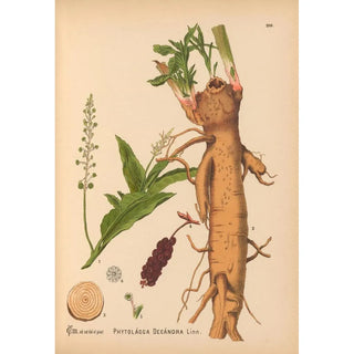 Medicinal Plants Pl035 - Charles Frederick Millspaugh — artwork view