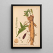 Medicinal Plants Pl035 - Charles Frederick Millspaugh — framed artwork on a wall