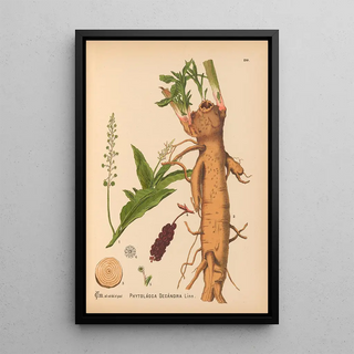 Medicinal Plants Pl035 - Charles Frederick Millspaugh — framed artwork on a wall