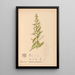 Reproduction of the painting Medicinal Plants Pl036 - Charles Frederick Millspaugh