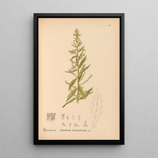 Reproduction of the painting Medicinal Plants Pl036 - Charles Frederick Millspaugh