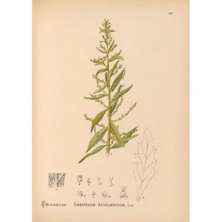 Reproduction of the painting Medicinal Plants Pl036 - Charles Frederick Millspaugh
