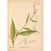 Medicinal plants Pl037 - Charles Frederick Millspaugh — artwork view