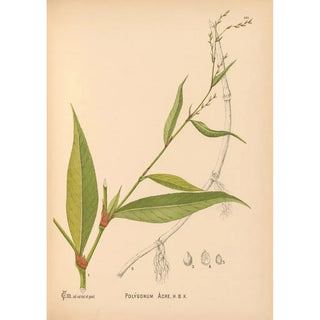 Medicinal plants Pl037 - Charles Frederick Millspaugh — artwork view