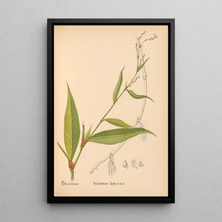 Medicinal plants Pl037 - Charles Frederick Millspaugh — framed artwork on a wall