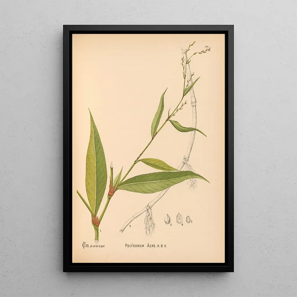 Medicinal plants Pl037 - Charles Frederick Millspaugh — framed artwork on a wall