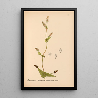 Reproduction of the painting Medicinal Plants Pl038 - Charles Frederick Millspaugh