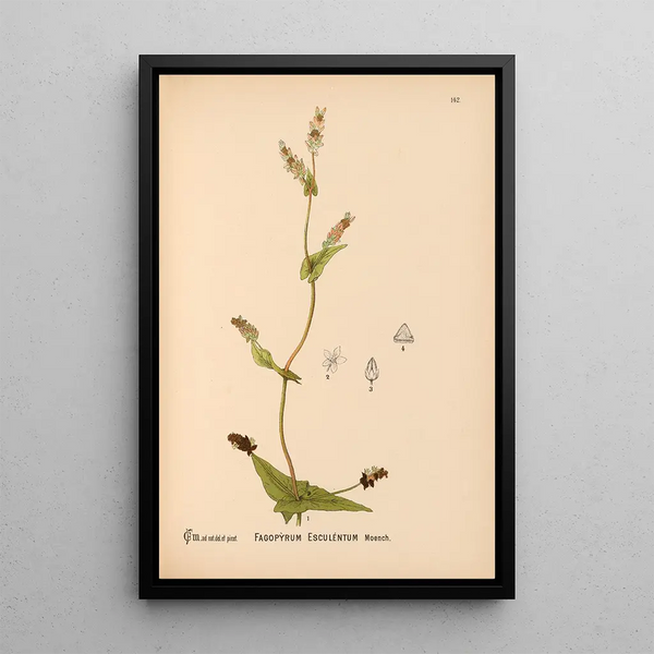 Reproduction of the painting Medicinal Plants Pl038 - Charles Frederick Millspaugh