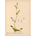 Reproduction of the painting Medicinal Plants Pl038 - Charles Frederick Millspaugh
