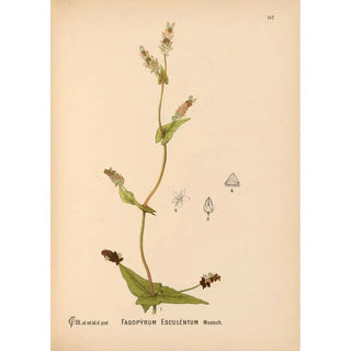 Reproduction of the painting Medicinal Plants Pl038 - Charles Frederick Millspaugh
