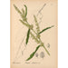 Medicinal plants Pl039 - Charles Frederick Millspaugh — artwork view