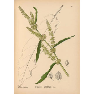 Medicinal plants Pl039 - Charles Frederick Millspaugh — artwork view