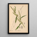 Medicinal plants Pl039 - Charles Frederick Millspaugh — framed artwork on a wall