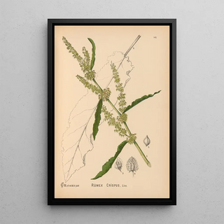 Medicinal plants Pl039 - Charles Frederick Millspaugh — framed artwork on a wall