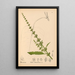 Reproduction of the painting Medicinal Plants Pl040 - Charles Frederick Millspaugh