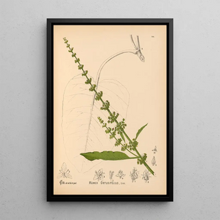 Reproduction of the painting Medicinal Plants Pl040 - Charles Frederick Millspaugh
