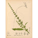 Reproduction of the painting Medicinal Plants Pl040 - Charles Frederick Millspaugh