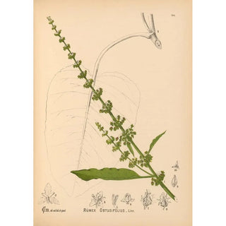 Reproduction of the painting Medicinal Plants Pl040 - Charles Frederick Millspaugh