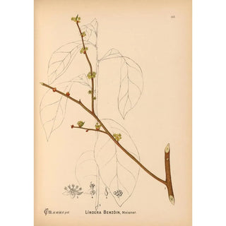 Medicinal Plants Pl041 - Charles Frederick Millspaugh — artwork view