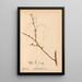 Medicinal Plants Pl041 - Charles Frederick Millspaugh — framed artwork on a wall