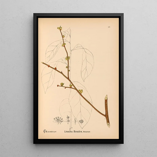 Medicinal Plants Pl041 - Charles Frederick Millspaugh — framed artwork on a wall