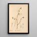 Reproduction of the painting Medicinal plants Pl042 - Charles Frederick Millspaugh