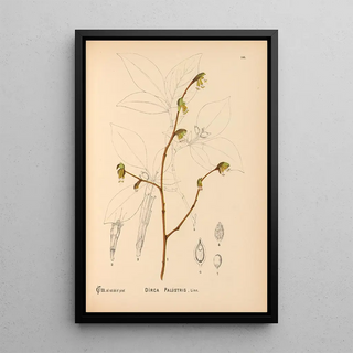 Reproduction of the painting Medicinal plants Pl042 - Charles Frederick Millspaugh