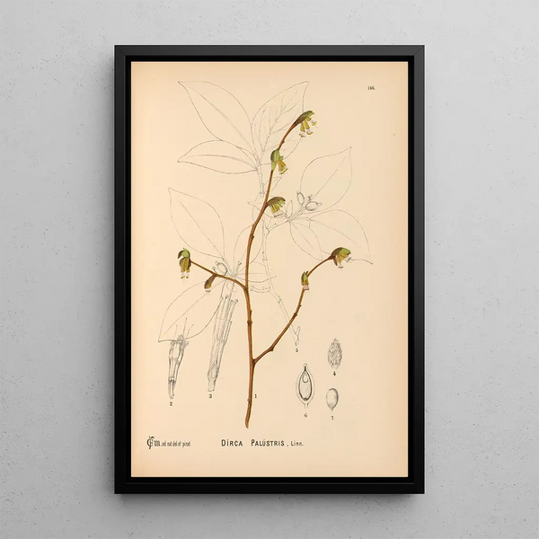 Reproduction of the painting Medicinal plants Pl042 - Charles Frederick Millspaugh