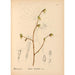Reproduction of the painting Medicinal plants Pl042 - Charles Frederick Millspaugh