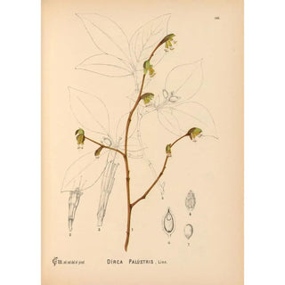 Reproduction of the painting Medicinal plants Pl042 - Charles Frederick Millspaugh