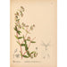 Medicinal Plants Pl043 - Charles Frederick Millspaugh — artwork view