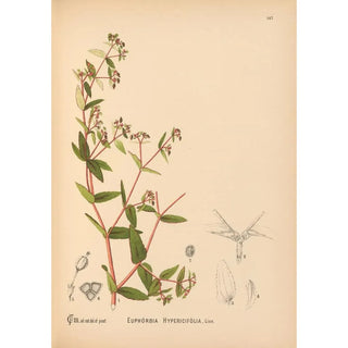 Medicinal Plants Pl043 - Charles Frederick Millspaugh — artwork view